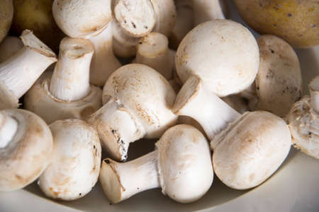 some white mushroomsの写真素材