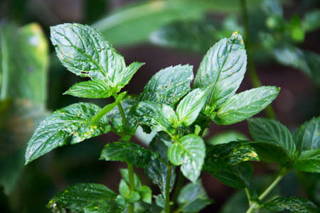 photo of peppermint