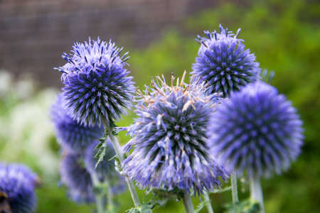 beautiful echinops ritroの写真素材