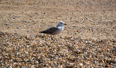 a seagull on a beachの写真素材