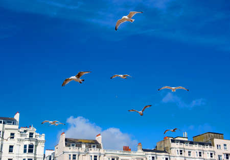 photo of some seagullsの写真素材