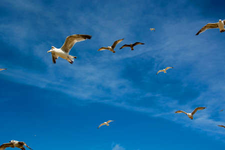 photo of some seagullsの写真素材