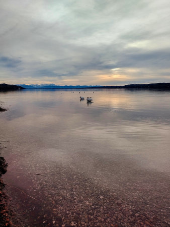 Swans on Lake Starnbergの写真素材