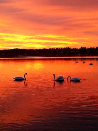 Beautiful sunset at Lake Starnbergの写真素材