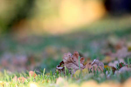 autumn leaves on green grassの写真素材