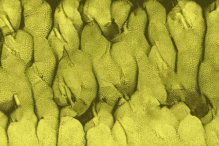 Texture of jackfruits as found in asia