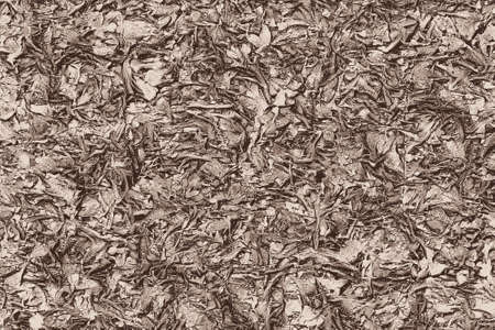 Roots, branches and leaves on the ground in autumnの写真素材