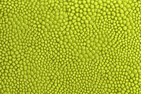 Texture of jackfruit  backgroundの写真素材