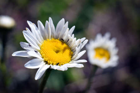 Wild daisiesの写真素材