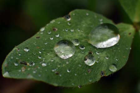 Dew on clover leafの写真素材