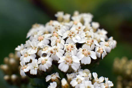 Milfoil flower
の写真素材