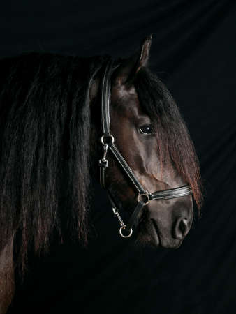 Stallion profile studio background noi