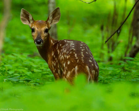 Young whitetail fawn.の写真素材