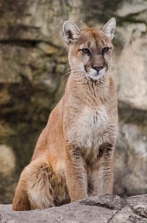 A mature cougar staring into the distance
