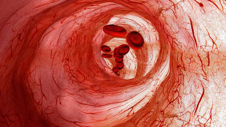 Blood vessels Conceptの写真素材