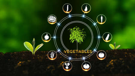 Vegetable Icon Concept
Green environment with Center and spoke Concept ,Plant on center and rotating Iconsの写真素材