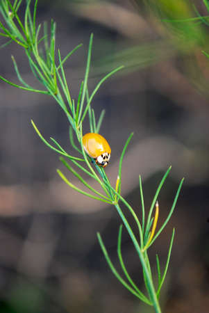 Ladybird