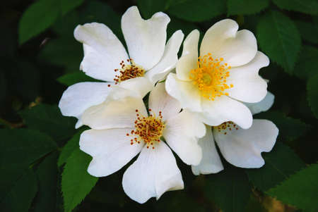 flowers of brierの写真素材