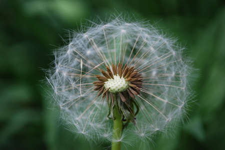 A white dandelion close-up