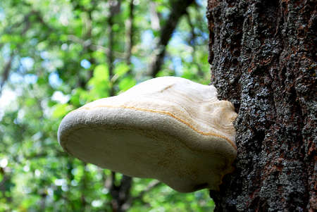 Mushrooms on treesの写真素材
