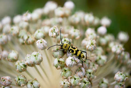 an insect collects pollen