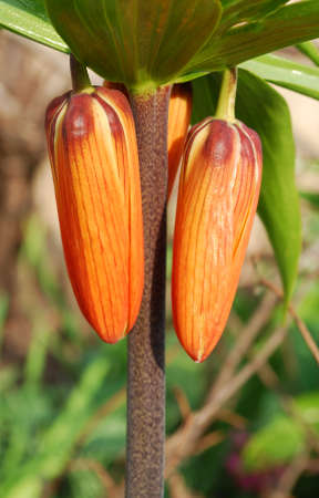 hazel grouseの写真素材