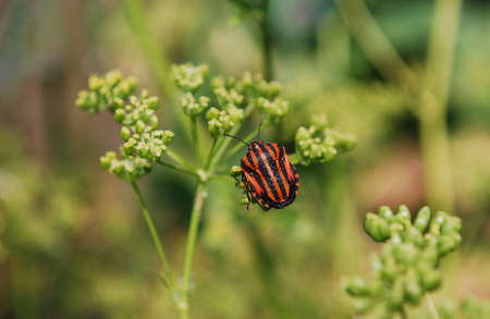 a red ladybird collects pollenの写真素材