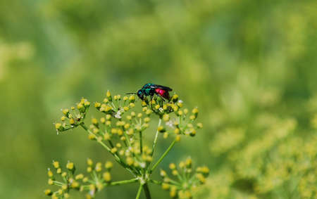 an insect collects pollenの写真素材