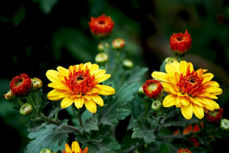chrysanthemums close upの写真素材