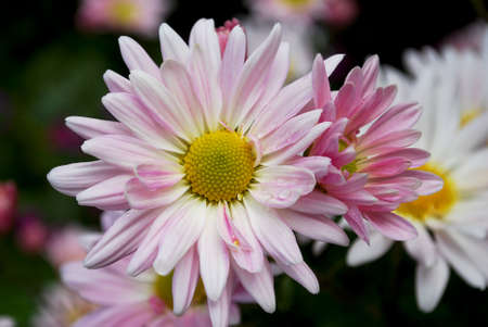 chrysanthemums close up