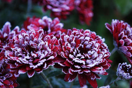 bright, red chrysanthemums are covered by a hoarfrostの写真素材
