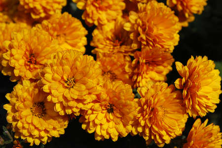 Branch of bright, orange chrysanthemums flowering in a sunny, autumn day.
