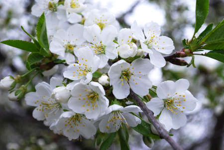 flowering plum branch