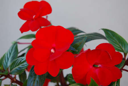 room flowers - brightly red balsamの写真素材
