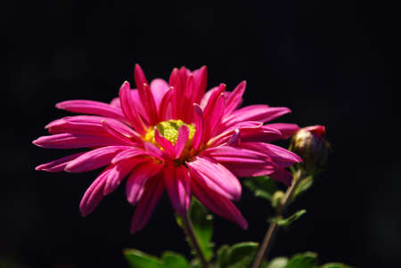 bright chrysanthemums are a decoration of autumn garden