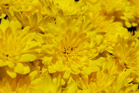 decorative autumn flowers bright yellow chrysanthemums