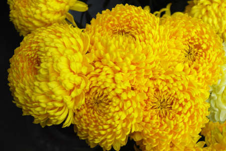 large flowers yellow double chrysanthemums