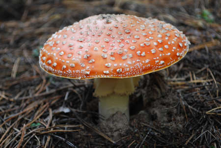 bright fly agaric in the autumn forest