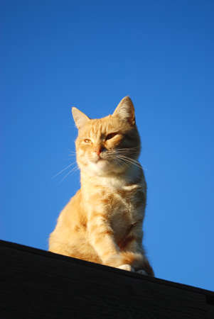 orange cat on a background of blue skyの写真素材