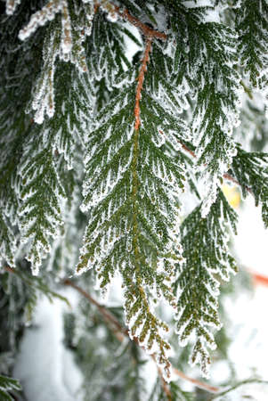 white fluffy snow decorative tree decoration in winter