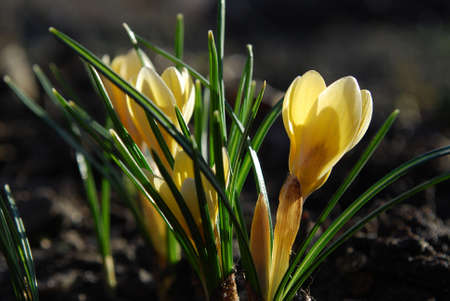 delicate yellow crocuses first spring flowersの写真素材