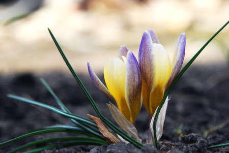 delicate yellow crocuses first spring flowersの写真素材