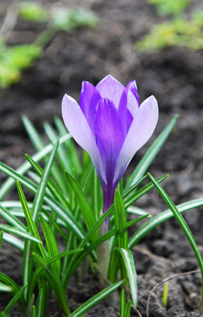 delicate lilac crocuses first spring flowersの写真素材