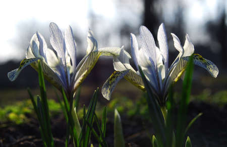bright flowers of iridodictium decorative decoration of a spring flower bedの写真素材