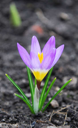 delicate lilac crocuses first spring flowersの写真素材