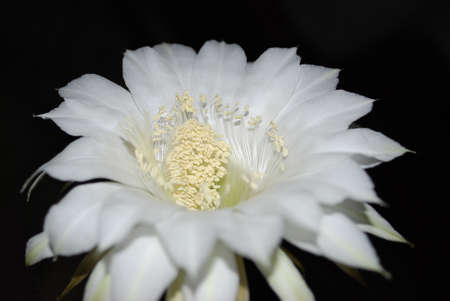 large white flower of indoor decorative cactusの写真素材