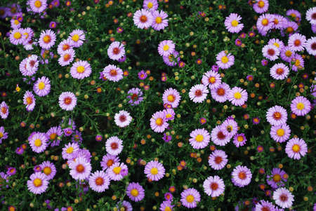 small lilac asters beautifully decorate the gardenの写真素材