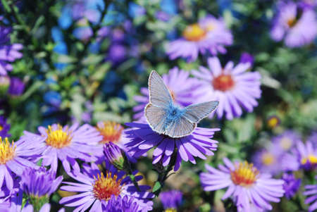 little blue butterfly sits on lilac aster flowersの写真素材