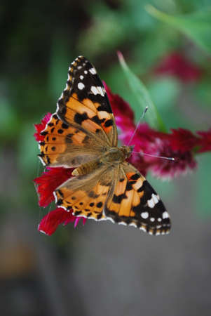 multi-colored butterflies sit on pink flowers on a summer day