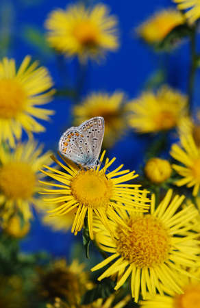 tender little butterfly sits on a yellow flower